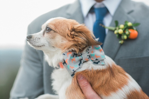 Wedding Dog Maine