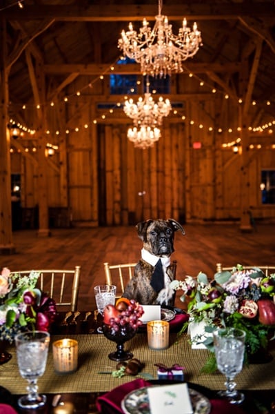 Wedding Dogs