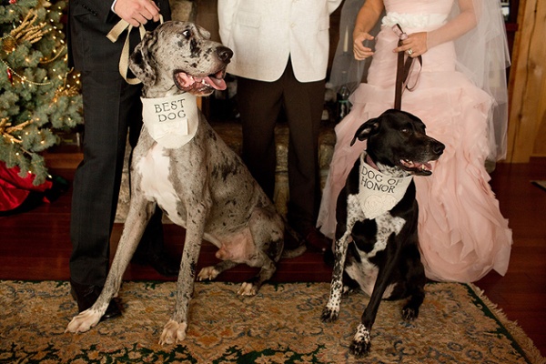 Wedding Dogs